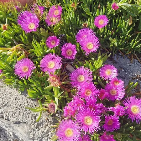 Apartments Marija Апартаменты Трогир